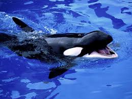      Galleria Animali  Killer Whale  