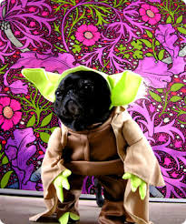 FLAVOR PUG