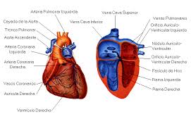 corazón.gif (49528 bytes)