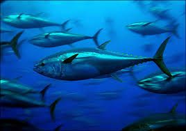 Name That Tuna