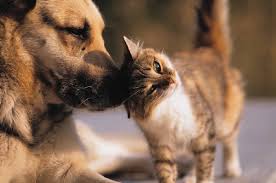 Animal Health Committee - via Daymix
