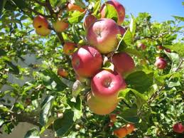 apples - via Daymix