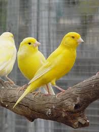   Yellow Canaries  