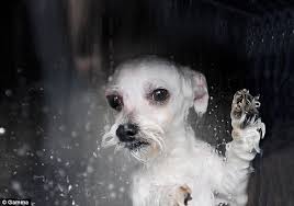 Automatic Dog Washer