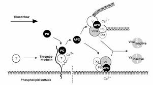 http://upload.wikimedia.org/wikipedia/en/2/22/Protein_C_anticoagulant.jpg