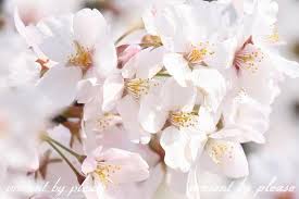 はじける桜前線☆満開 カット泉