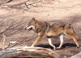   Canis   lupus 11272 UK Grey Wolf DK    