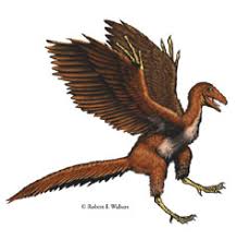  Archaeopteryx   Robert F Walters 