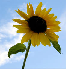 Summer Events in Erie - via Daymix
