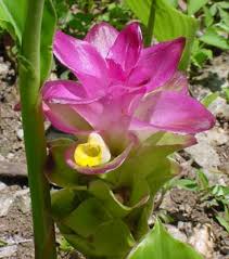 http://www.ganeshvilla.com/gingers/images/curcuma_aromatica.jpg
