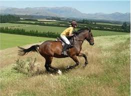 Horse Riding Training