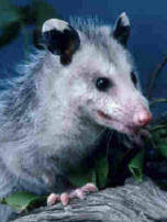 http://msnucleus.org/watersheds/mission/mammals.html