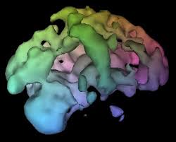 ( Gallbladder )  Scan 