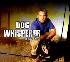 The Dog Whisperer (43 Fans) - via Daymix