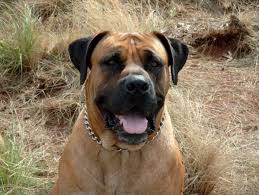      South  African Boerboel   Breeders x26 39    
