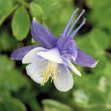 Colorado State Flower