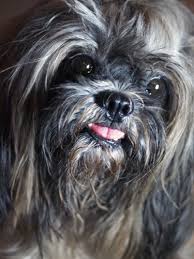 Jasmine von Lomrozo (9yo) by