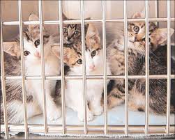 The  animal   advocates are seeking    