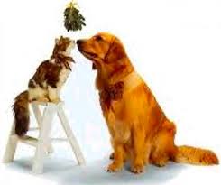 SPECIAL NOTE  Mistletoe  