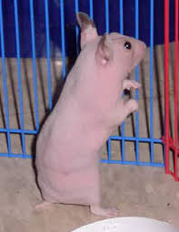 jennawings hairless