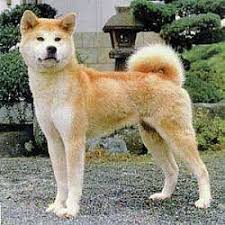   Akita puppy  