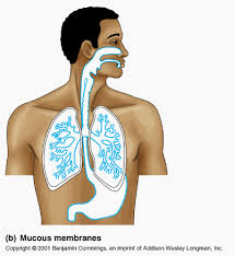Mucous Membranes - via Daymix