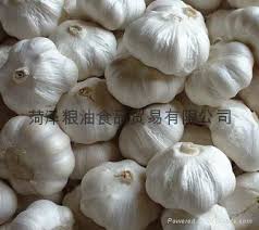 供應出口純白大蒜