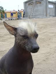 Hairless Khala found wandering