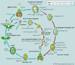 angiosperm: reproduction cycle - via Daymix