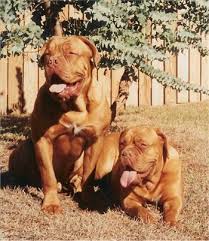 Reese and Roxy