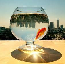 fish%20bowl.jpg - via Daymix