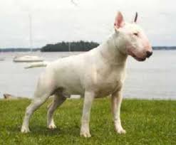 dogo argentino vs bul  terrier      