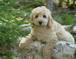 Mixed Breed Pictures - Your Dog