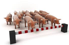 Swine Flu Evolution - via Daymix