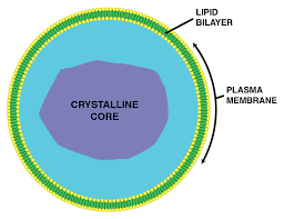 http://en.academic.ru/pictures/enwiki/80/Peroxisome.jpg