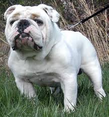 of Champ Bulldogs. - via Daymix