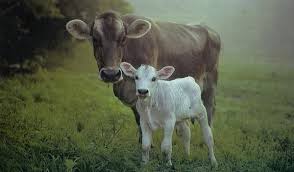 Holy Cow In our own times