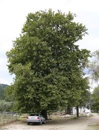 <b>Platanus</b>_orientalis_tree,_ ...