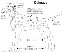 The  Dalmatian   is a large