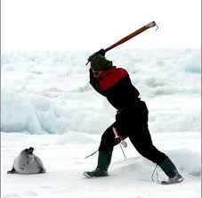 canada-<b>seal</b>-hunt_5106.jpg