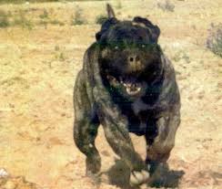      perro de  presa   canario el mejor    