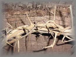 Was  Jesus    Death   on the Cross a    