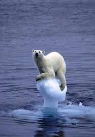 What the global warming pigeons ...