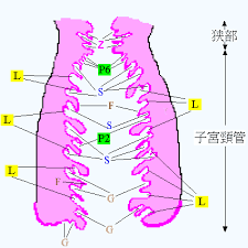 細かく区分けした20歳処女の子宮