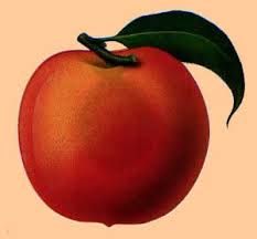 http://peach.itc.it/home.html