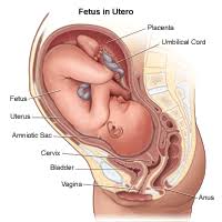   amniotic   sac a thin walled sac    