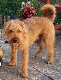   Lakeland   Terrier Puppies for Sale