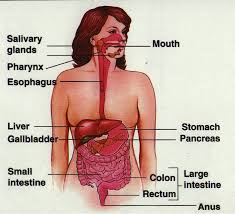      the setting for the  esophagus   