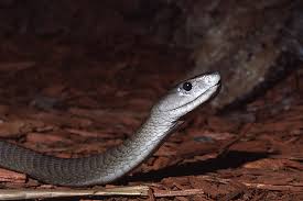 The Black Mamba - via Daymix