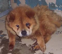 adopt  chow   call Greenville IN    